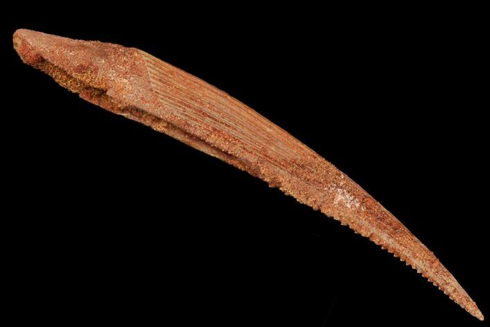 Fossil Shark (Hybodus) Dorsal Spine - Kem Kem Beds, Morocco #183452